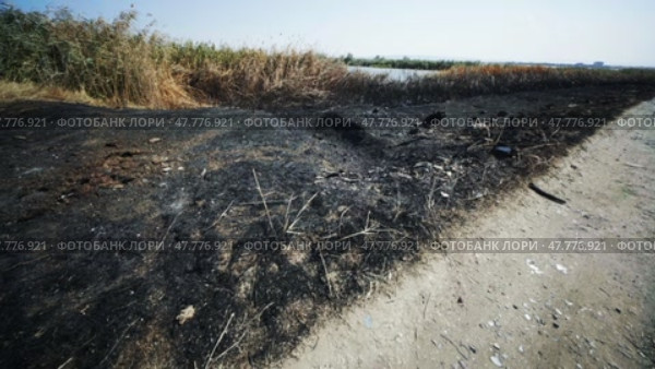 Burnt vegetation by a lake in crimea highlights the devastating effects of wildfires on the environment. Стоковое видео, видеограф Mikhail Davidovich / Фотобанк Лори