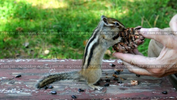 Бурундук (chipmunk) добывает орешки. Стоковое видео, видеограф Частоколенко Борис Леонтьевич / Фотобанк Лори