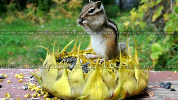 Бурундук (chipmunk) на подсолнухе. Стоковое видео, видеограф Частоколенко Борис Леонтьевич / Фотобанк Лори