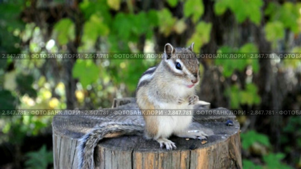 Бурундук (chipmunk) наводит порядок во рту. Стоковое видео, видеограф Частоколенко Борис Леонтьевич / Фотобанк Лори
