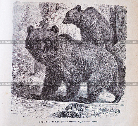 Бурый медведь (Ursus arctos) - рисунок из книги А. Брэма "Жизнь животных", 1896 год. Стоковая иллюстрация, иллюстратор Вера Смолянинова / Фотобанк Лори