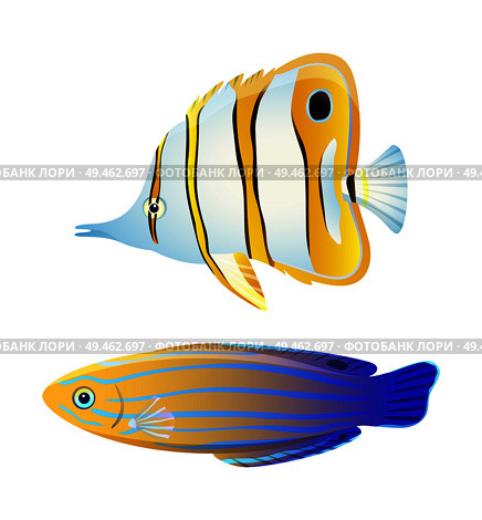 Butterfly fish and blue striped tamarin wrasse. Fresh and saltwater aquarium pets silhouette on blank background in cartoon style vector illustration. Butterfly fish and blue striped tamarin wrasse. Стоковая иллюстрация, агентство Ingram Publishing / Фотобанк Лори