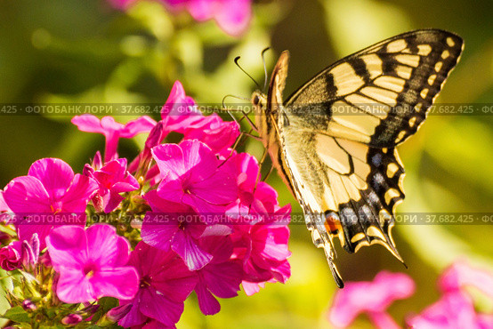 Butterfly swallowtail on a phlox flower. Стоковое фото, фотограф Дмитрий Тищенко / Фотобанк Лори