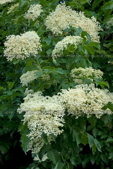 Бузина черная, цветение (Caprifoliaceae) Стоковое фото, фотограф Svet / Фотобанк Лори