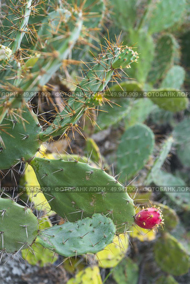 cactus flower. Стоковое фото, агентство Ingram Publishing / Фотобанк Лори