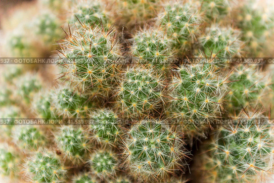 Cactus Mammillaria in the sunlight. Стоковое фото, фотограф Любовь Назарова / Фотобанк Лори