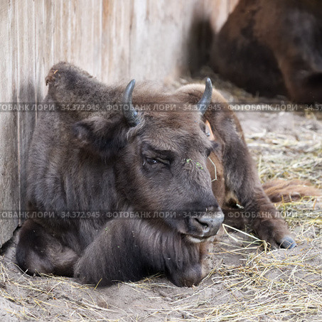 Calf of European Bison (2020 год). Редакционное фото, фотограф Знаменский Олег / Фотобанк Лори