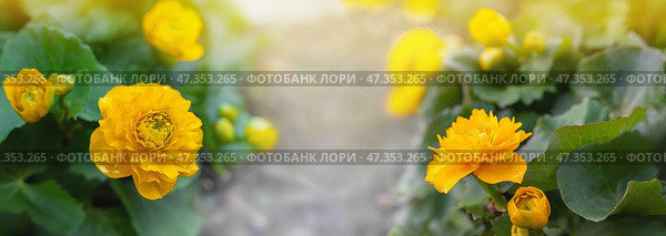 Caltha palustris Multiplex marsh marigold with bright yellow flowers surrounded by green leaves, in the garden. Стоковое фото, фотограф Оксана Медведева / Фотобанк Лори