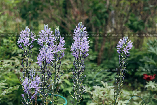 Camassia leichtlinii Caerulea flower in a garden. Стоковое фото, фотограф Ольга Сейфутдинова / Фотобанк Лори