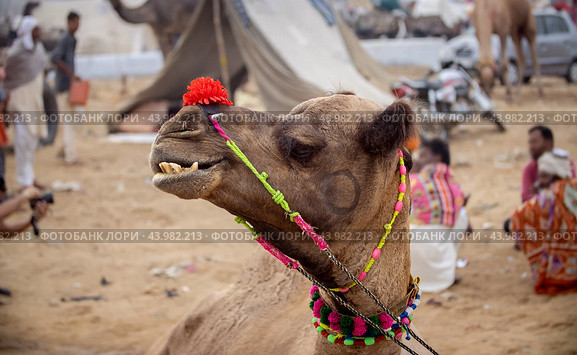 Camels at the Pushkar Fair, also called the Pushkar Camel Fair or locally as Kartik Mela is an annual multi-day livestock fair and cultural held in the town of Pushkar Rajasthan, India (2019 год). Стоковое фото, фотограф Андрей Армягов / Фотобанк Лори