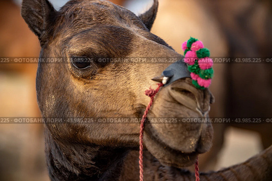 Camels at the Pushkar Fair, also called the Pushkar Camel Fair or locally as Kartik Mela is an annual multi-day livestock fair and cultural held in the town of Pushkar Rajasthan, India (2019 год). Стоковое фото, фотограф Андрей Армягов / Фотобанк Лори