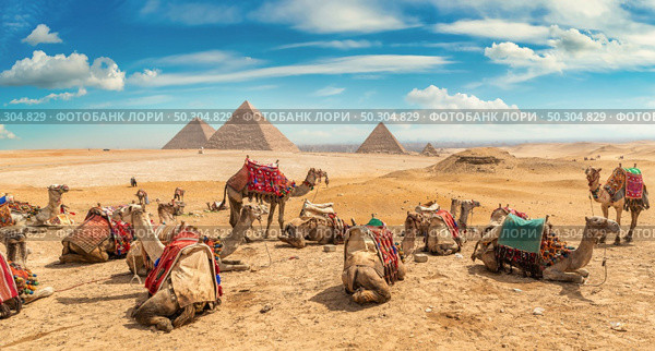 Camels in sandy desert near pyramids at day. Стоковое фото, агентство Ingram Publishing / Фотобанк Лори