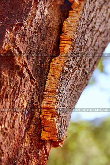 Castellon alcornocal in Sierra Espadan cork tree forest in Valencian Community of Spain. Стоковое фото, агентство Ingram Publishing / Фотобанк Лори