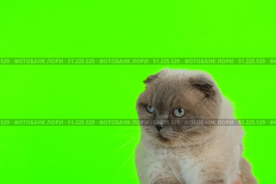 Cat green screen chromakey. Scottish Fold Gray Feline isolated on greenscreen Sitting, Looking Up, Playing, Catching. Kitty Cat licks its muzzle. Kitten video. Keying. Advertising of goods for pets. Стоковое фото, фотограф Марина Демидюк / Фотобанк Лори