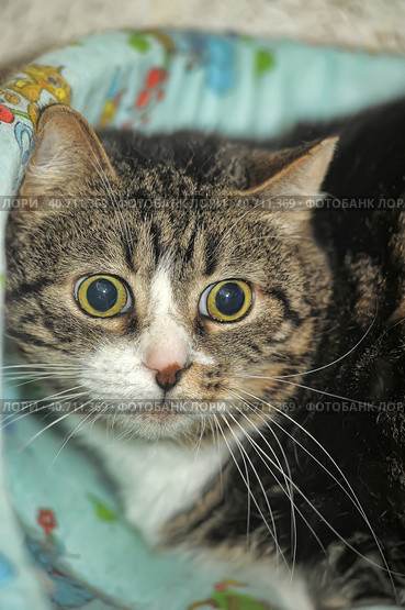 Cat with huge scared eyes. Стоковое фото, фотограф Анна Кривицкая / Фотобанк Лори