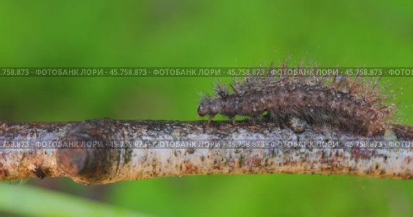 Caterpillar Phragmatobia fuliginosa also ruby tiger. A caterpillar crawls along a tree branch on a green background. Стоковое видео, видеограф Андрей Армягов / Фотобанк Лори