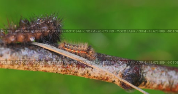 Caterpillar Yellow tail moth (Euproctis similis) and caterpillar Phragmatobia fuliginosa crawls along a tree branch on a green background. Стоковое видео, видеограф Андрей Армягов / Фотобанк Лори
