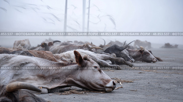 Cattle carcasses in dust-filled windstorm scene. Water crisis and water shortage in summer during long drought is a global problem of drought on the planet. Стоковое AI-изображение, AI-художник ALLA YURTAYEVA / Фотобанк Лори