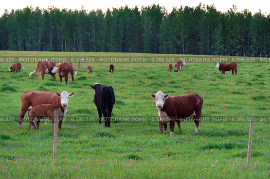 Cattle grazing in a pasture, Northern Alberta, Alberta, Canada. Стоковое фото, агентство Ingram Publishing / Фотобанк Лори