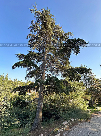 Cedar of Lebanon (lat. Cedrus libani) (2023 год). Стоковое фото, фотограф Irina Opachevsky / Фотобанк Лори