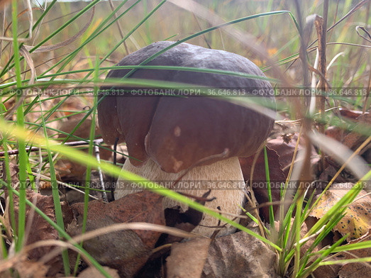 Cep, white mushroom or boletus - with brown cap one in the forest. Стоковое фото, фотограф Victoria Ivanova / Фотобанк Лори