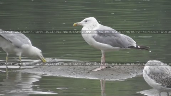 Чайки Хохотуньи Larus cachinnans на пруду в парке Царицыно. Стоковое видео, видеограф Александр Мамонтов / Фотобанк Лори