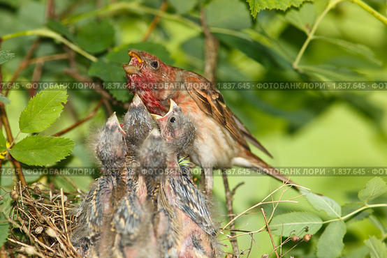 Чечевица обыкновенная, самец. Carpodacus erythrinus. Стоковое фото, фотограф Василий Вишневский / Фотобанк Лори