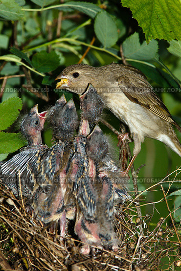 Чечевица обыкновенная, самка. Carpodacus erythrinus. Стоковое фото, фотограф Василий Вишневский / Фотобанк Лори