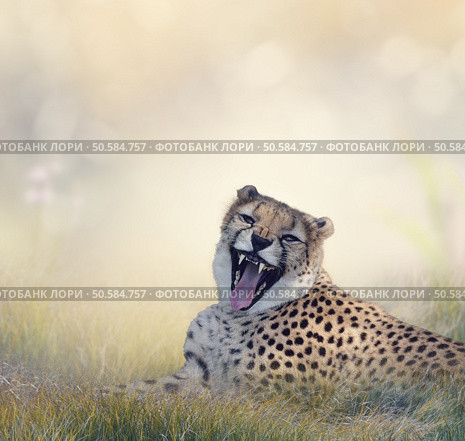Cheetah Resting on the Grass. Стоковое фото, агентство Ingram Publishing / Фотобанк Лори