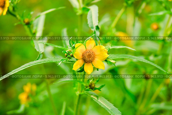 Череда трехраздельная (Bidens tripartita) Стоковое фото, фотограф Алёшина Оксана / Фотобанк Лори