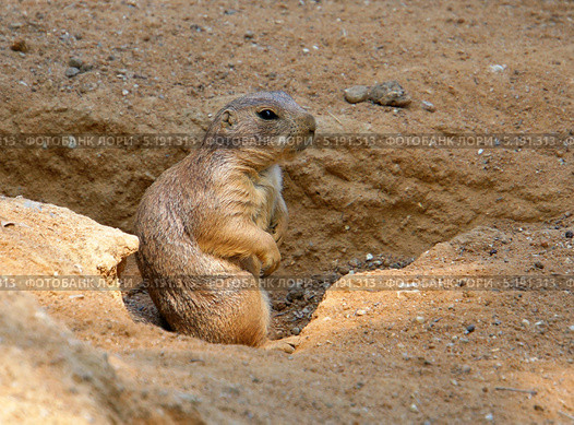 Чернохвостая луговая собачка (Cynomys ludovicianus). Пражский зоопарк. Стоковое фото, фотограф Виктор Филиппович Погонцев / Фотобанк Лори