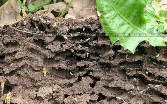 Черные садовые муравьи в гнезде (Lasius niger) Стоковое фото, фотограф Щеголева Ольга / Фотобанк Лори
