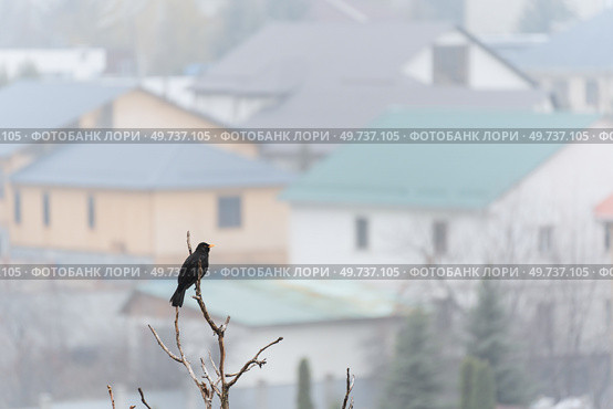 Черный дрозд на фоне частных домов (2023 год). Стоковое фото, фотограф Сергей Мартынов / Фотобанк Лори