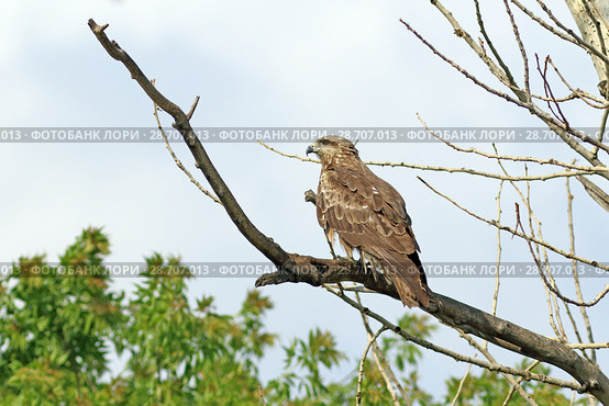 Чёрный коршун (Milvus migrans) сидит на ветвях. Алтайский край. Стоковое фото, фотограф Григорий Писоцкий / Фотобанк Лори