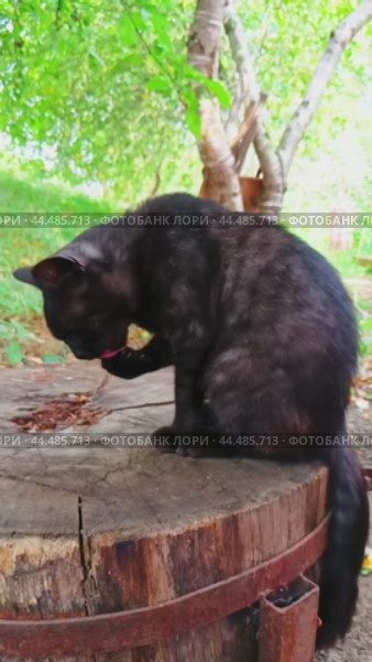 Чёрный кот. Стоковое видео, видеограф Евгения Белокопытова / Фотобанк Лори
