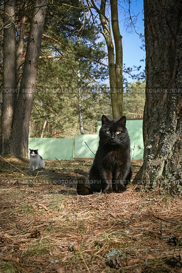 Чёрный кот. Бездомные коты. Коты в лесу. Кошки. Животные. Домашние животные. Стоковое фото, фотограф Зинаида Никитенко / Фотобанк Лори