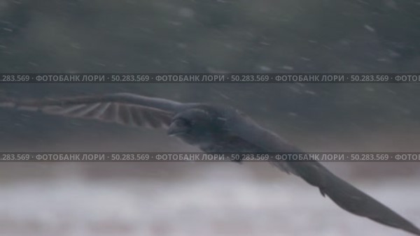 Чёрный ворон в полете. Corvus corax. Стоковое видео, видеограф Дмитрий Якубович / Фотобанк Лори