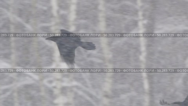 Чёрный ворон в полете. Corvus corax. Стоковое видео, видеограф Дмитрий Якубович / Фотобанк Лори