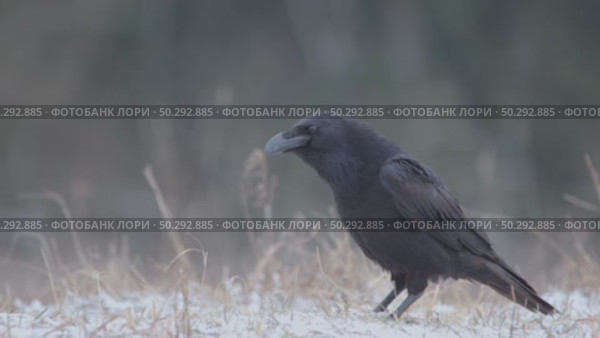 Черный ворон зимой. Corvus corax. Стоковое видео, видеограф Дмитрий Якубович / Фотобанк Лори