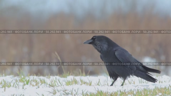 Черный ворон зимой. Corvus corax. Стоковое видео, видеограф Дмитрий Якубович / Фотобанк Лори