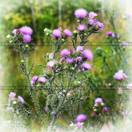 Чертополох колючий (Carduus acanthoides L.) Стоковое фото, фотограф Евгений Мухортов / Фотобанк Лори