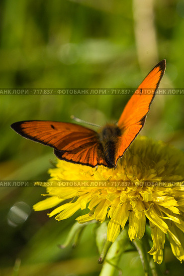 Червонец огненный, золотарниковый, Многоглазка огненная, Lycaena virgaureae, Scarce copper. Стоковое фото, фотограф Василий Вишневский / Фотобанк Лори