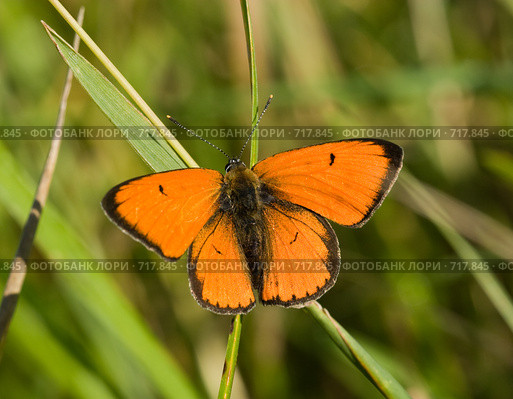 Червонец огненный, золотарниковый, Многоглазка огненная, Lycaena virgaureae, Scarce copper. Стоковое фото, фотограф Василий Вишневский / Фотобанк Лори