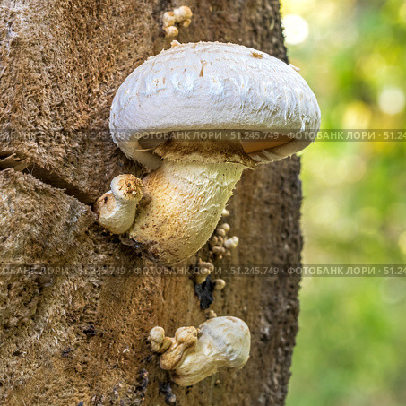Чешуйчатка разрушающая (Pholiota populnea) или тополёвая на стволе дерева. Несъедобный гриб произрастающий в Западной Сибири. Стоковое фото, фотограф Евгений Мухортов / Фотобанк Лори