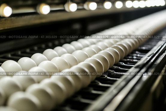 Chicken Eggs on a conveyor belt. Hatching and poultry farming. Egg factory industry. Egg selection process and grading production line with fresh eggs. Automated business, organic farming concept. Стоковое AI-изображение, AI-художник Марина Демидюк / Фотобанк Лори