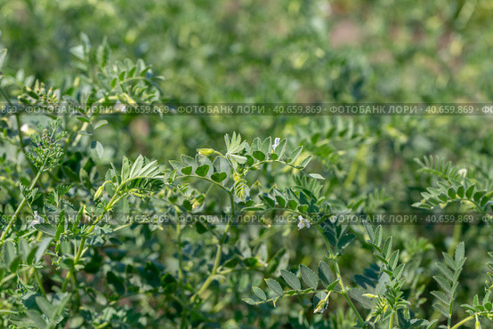 Chickpeas in garden with leaves. Chickpeas plant growing. Стоковое фото, фотограф Ольга Сейфутдинова / Фотобанк Лори