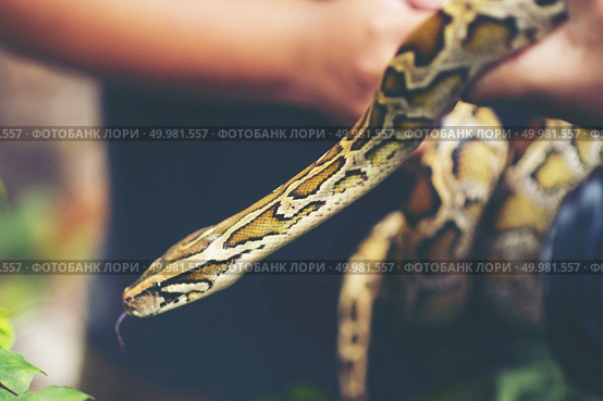 Child hand holding snake boa, Halloween. Стоковое фото, агентство Ingram Publishing / Фотобанк Лори