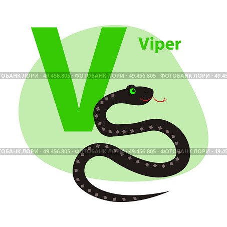 Children ABC with cute animal cartoon vector. English letter V with funny viper flat illustration isolated on white background. Zoo alphabet with snake and caption for preschool education, kids books. Стоковая иллюстрация, агентство Ingram Publishing / Фотобанк Лори