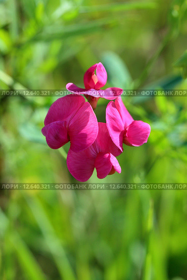 Чина клубненосная Lathyrus tuberosus L. Цветущее растение в Алтайском крае крупным планом. Стоковое фото, фотограф Григорий Писоцкий / Фотобанк Лори