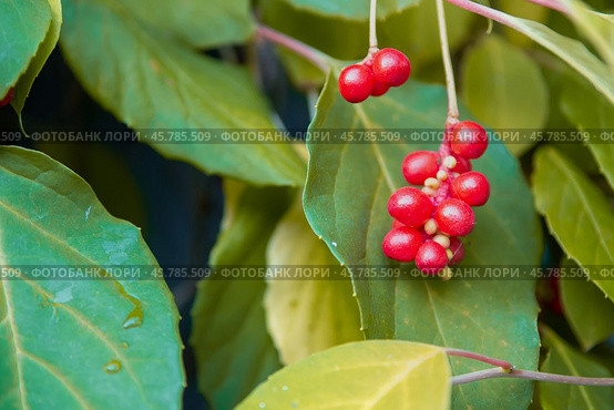 Chinese Magnolia vine, Schisandra chinensis. Branch berries lemongrass. Стоковое фото, фотограф Светлана Акифьева / Фотобанк Лори